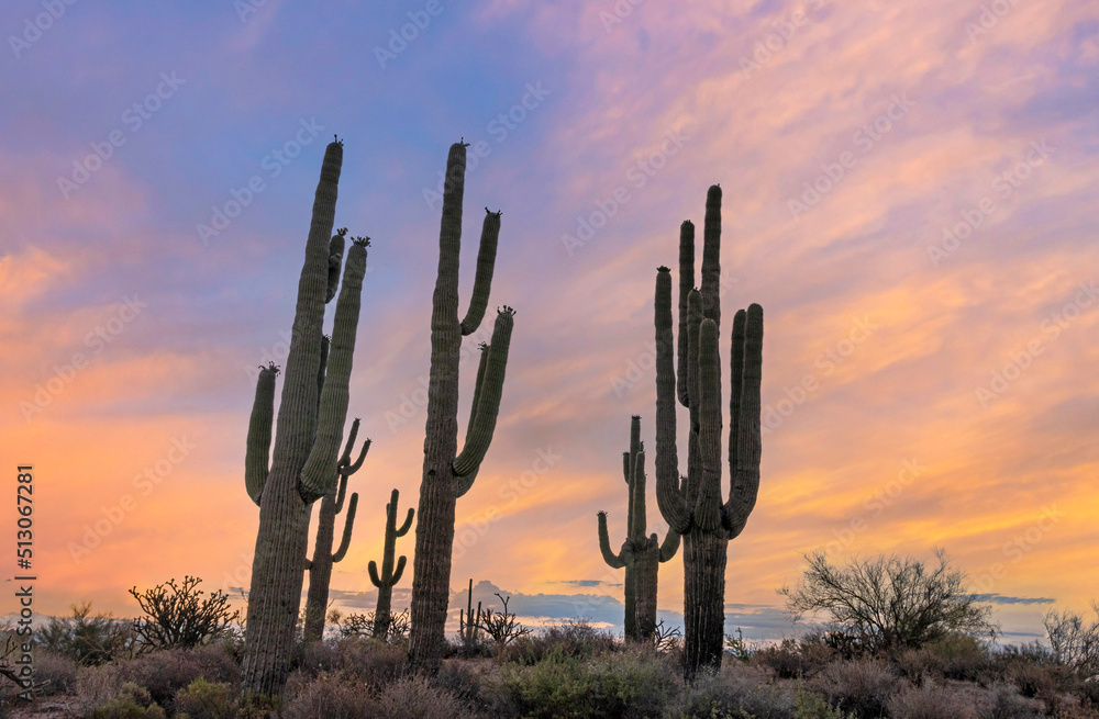 Stand Of Saguaro Cactus At Sunrise In Arizona Stand Of Saguaro Cactus At Sunrise In Arizona