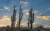 Saguaro Cactus Stand At Sunrise Time In Arizona