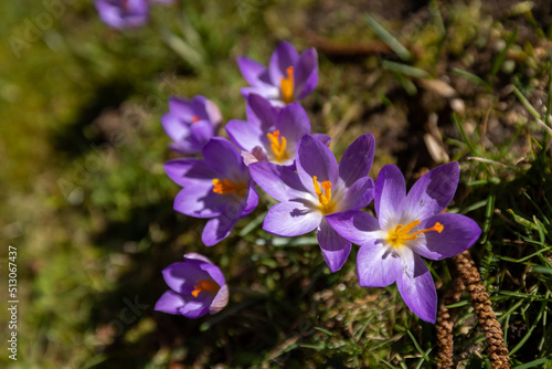 spring woodland crocus flowers in Germany