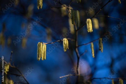 Comman European Hazelnut hazel tree photo