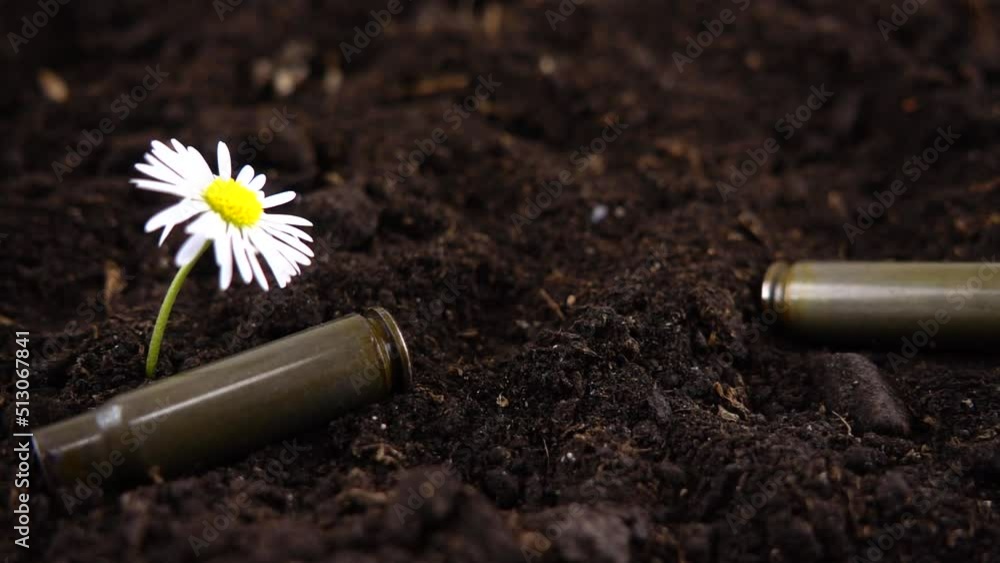 Bullet casings fall to the ground and chamomile flower. Slow motion. Bullet casings fall to the ground and chamomile flower. Slow motion.