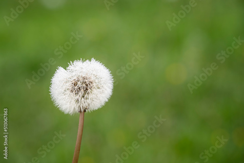 close up of a dandelion with water droplets from the morning dew on an out of focus green background  copy space