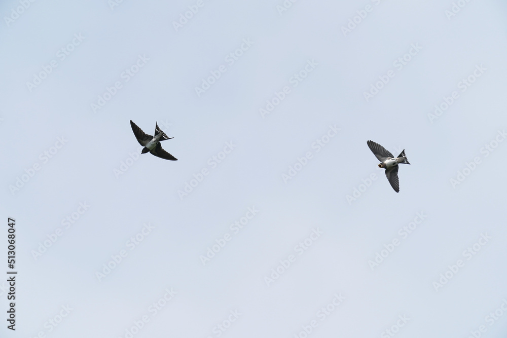 swallow in flirht swallow in flirht