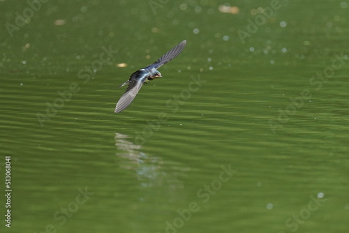 swallow in flight