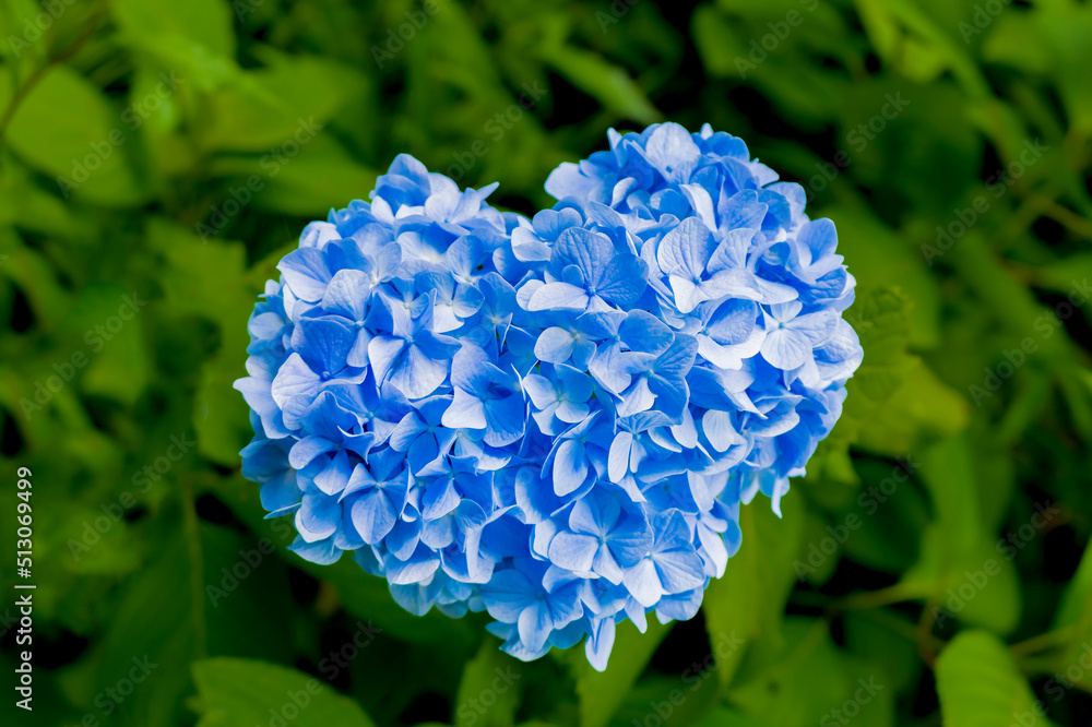 The Beauty of Hydrangea - Heart-Saped Hydrangea The Beauty of Hydrangea - Heart-Saped Hydrangea