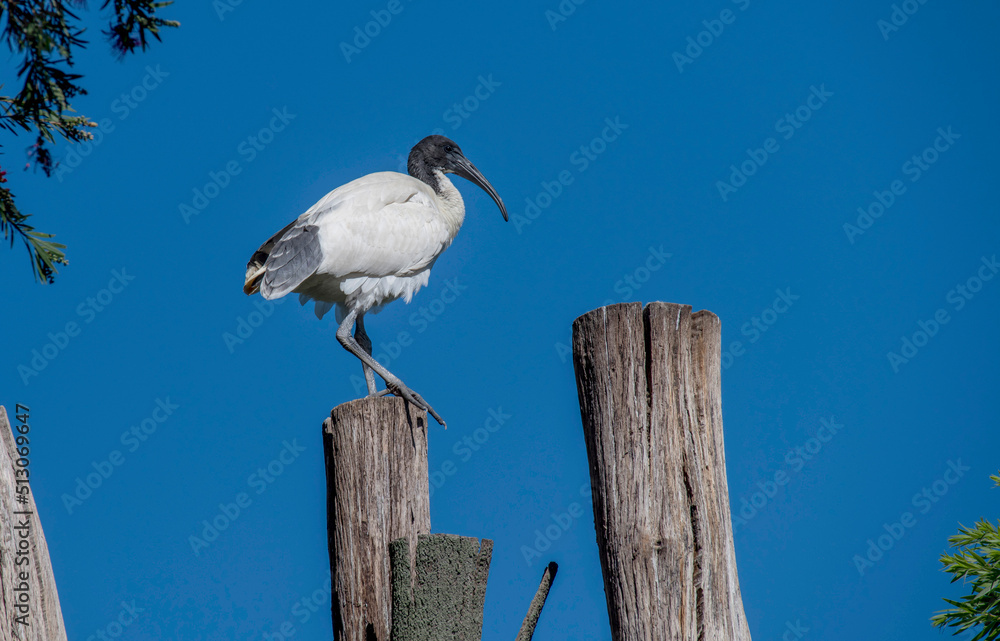 Australian White Ibis (Threskiornis molucca) Australian White Ibis (Threskiornis molucca)