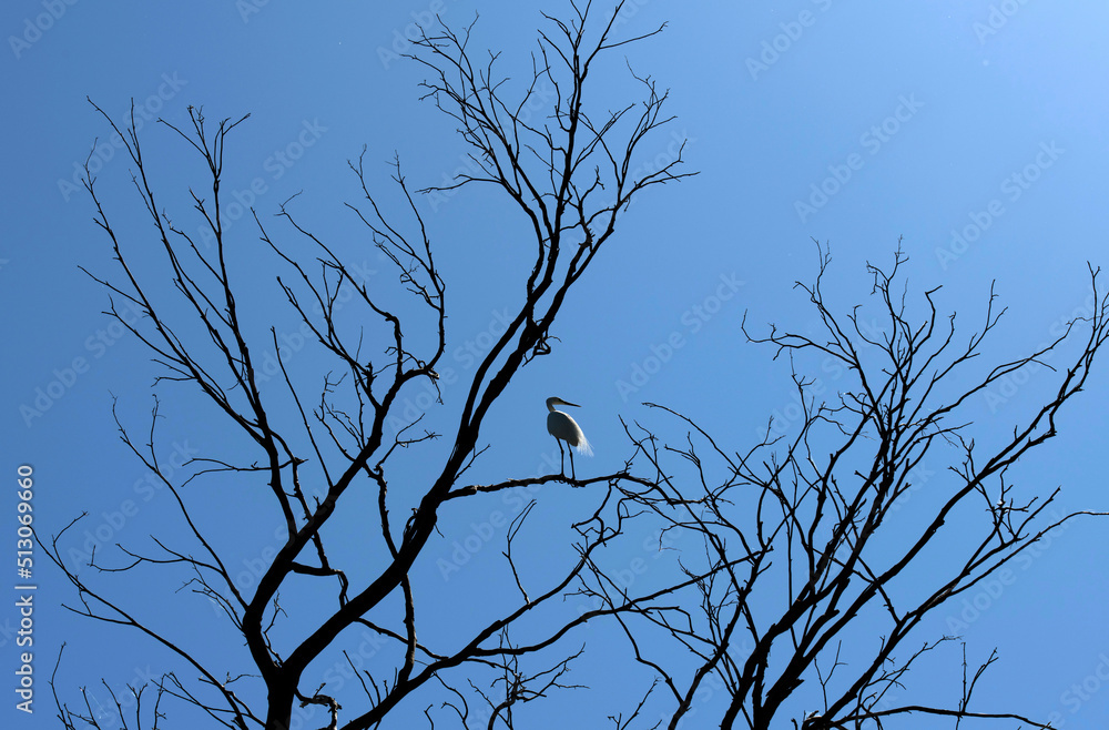 Obraz premium Egret (Ardea alba)