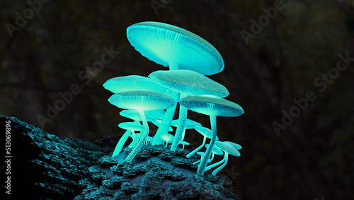 leuchtende Zauberpilze, Magic Mushrooms