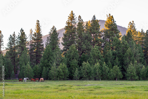 Black Butte and Horses