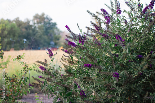 Purple Butterfly-bush in Front of Field