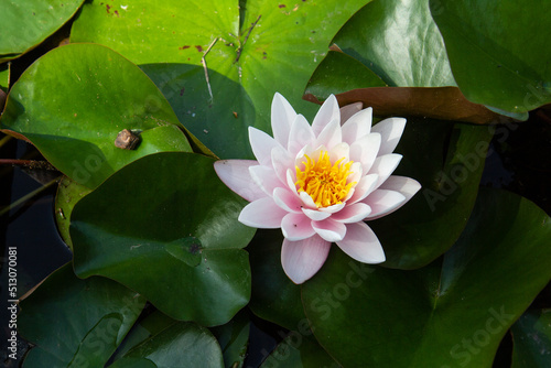 White nymphaea flower with dark green background. White pink lotus flowers floating on the water. 