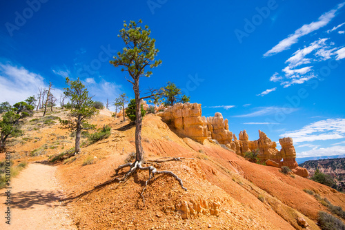 Roots and Tree at Bryce Canyon
