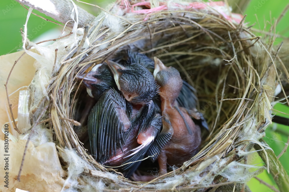 Pycnonotus jocosus baby newborn birds nest are waiting for food from their mothers. And their mother found food Pycnonotus jocosus baby newborn birds nest are waiting for food from their mothers. And their mother found food