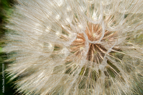 Dandelion Taraxacum Tragopogon close-up. Macro photo of a fluffy dandelion on a sunny day. Beautiful texture of ripe dandelion