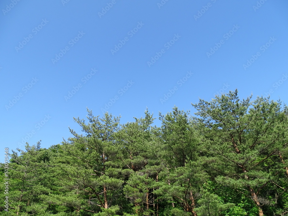 Obraz premium 青空と松林