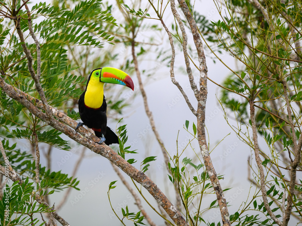 Keel-billed Toucan perched on tree branch in Panama Keel-billed Toucan perched on tree branch in Panama