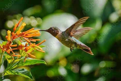 Ruby-throated Hummingbird