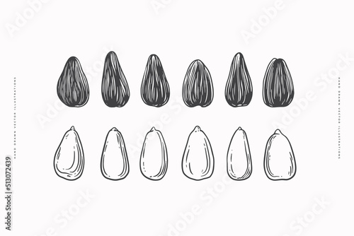 Hand-drawn sunflower seeds, shelled and peeled. Botanical vintage drawing in engraving style. Design element for design of books, markets, packaging. Concept of organic food. Vector illustration.
