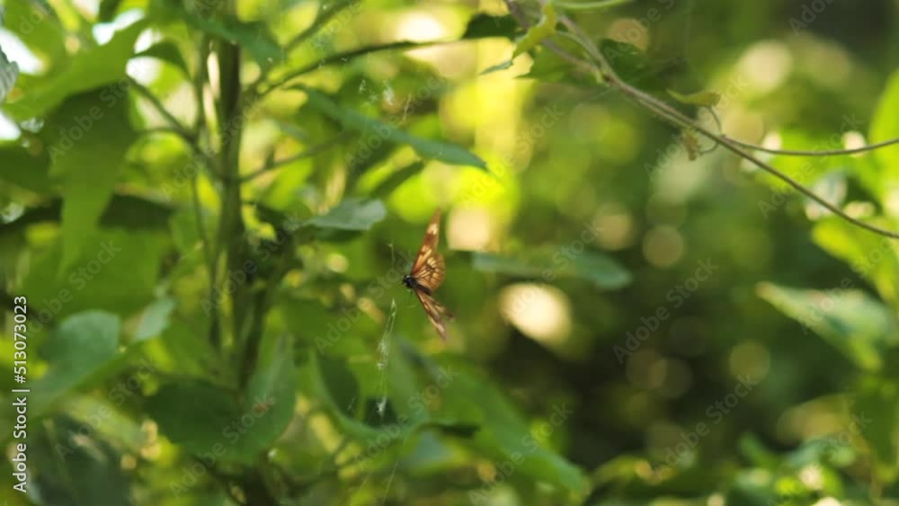 Ecosystem. Closeup view of a butterfly trapped in a spiderweb, fighting to get free. Ecosystem. Closeup view of a butterfly trapped in a spiderweb, fighting to get free.