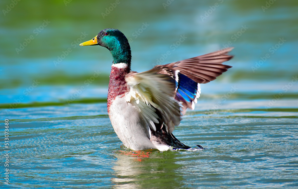 duck in the water duck in the water