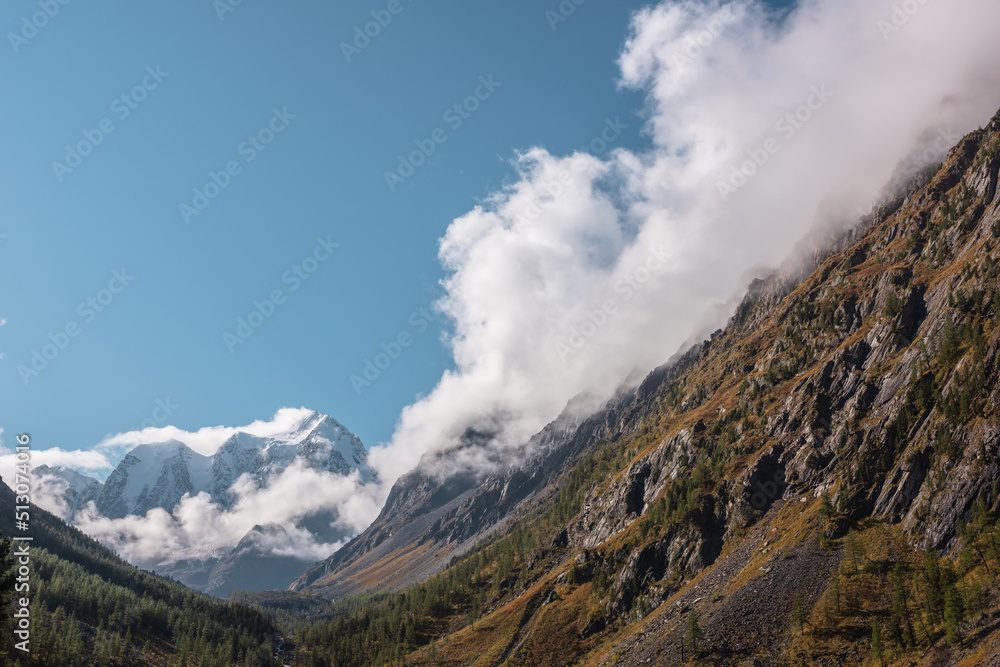 Scenic landscape with forest in autumn mountain valley against large snow mountains in low clouds in morning sunlight. Spruces on hillside with view to sunlit high snowy mountain range in low clouds.