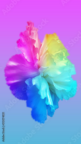 Rainbow Flower Petals, Summer Colors, Beautiful Bright Floral Background