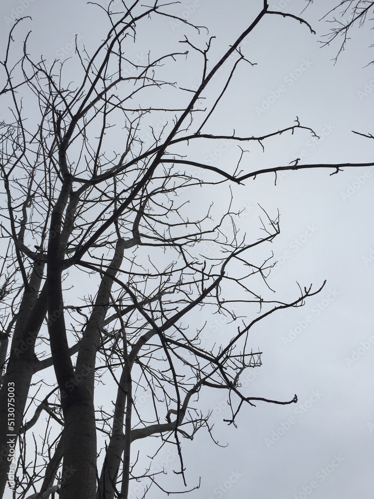 Fototapeta premium ramas de un árbol en invierno