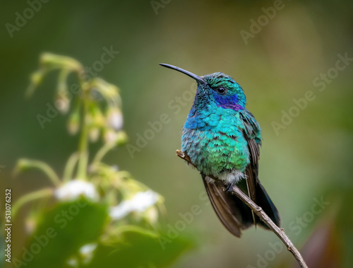 Lesser violet ear hummingbird perched on a branch 