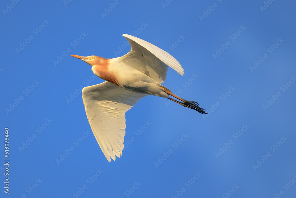 Obraz premium アマサギの飛行