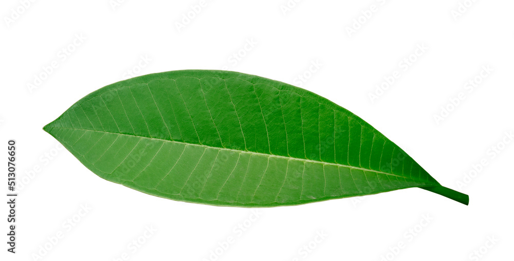 the leaf of frangipani isolated on white background clipping path the leaf of frangipani isolated on white background clipping path
