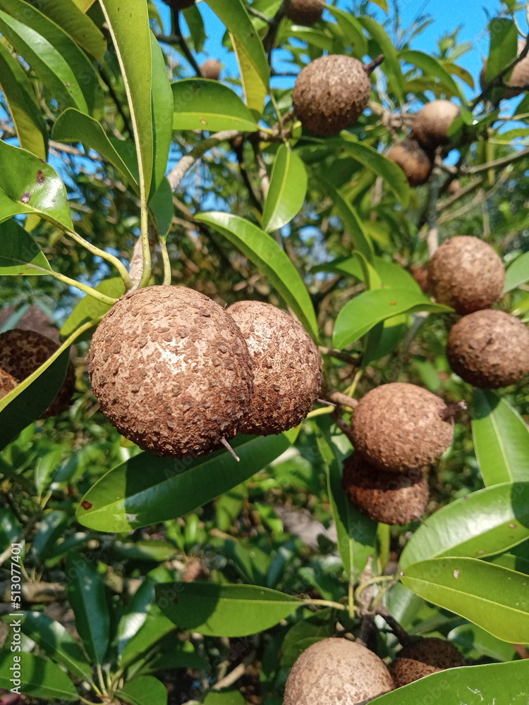 Fototapeta premium coconut on tree