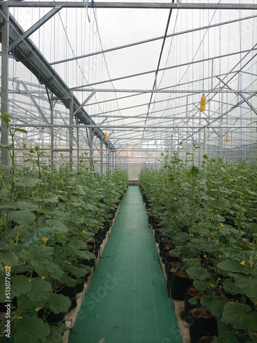 plants in greenhouse