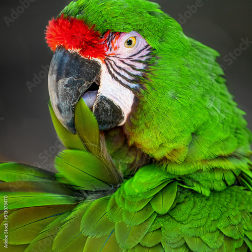 green winged macaw