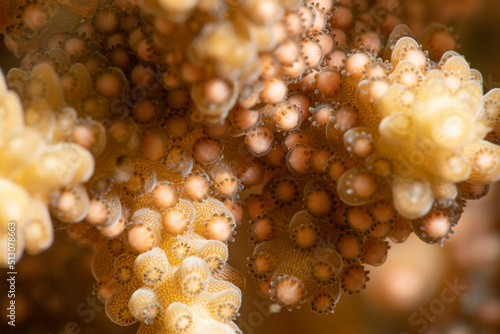 珊瑚の産卵