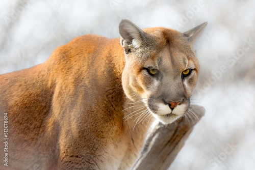 portrait of a mountain lion © Mary