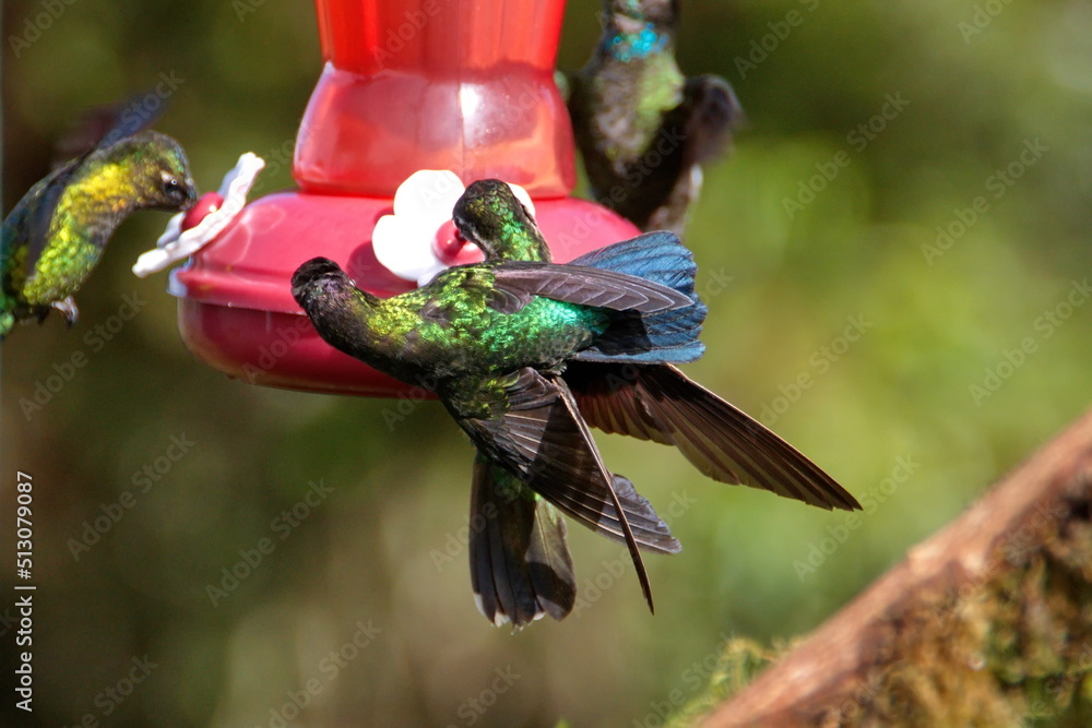 Fierythroated hummingbirds (Panterpe insignis) at a hummingbird feeder