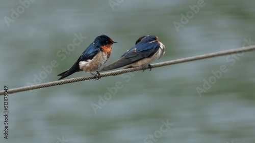 Pacific Swallow 