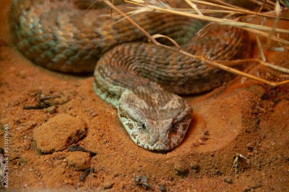 Fototapeta premium Death Adder Snake - Australia