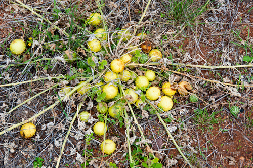 Wild Melon - South Australia photo