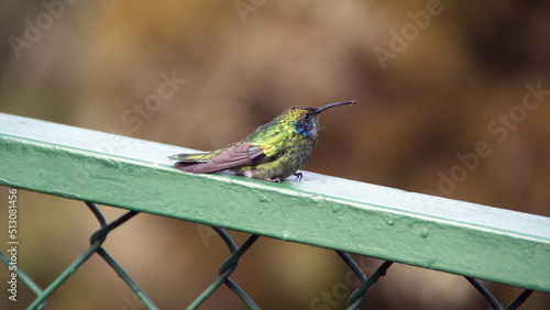 Lesser violetear (Colibri Cyanotus) hummingbird perched on a fence at the high altitude Paraiso Quetzal Lodge outside of San Jose, Costa Rica photo