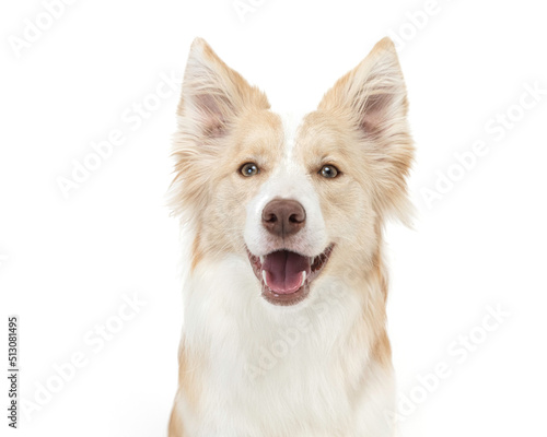 Happy border collie