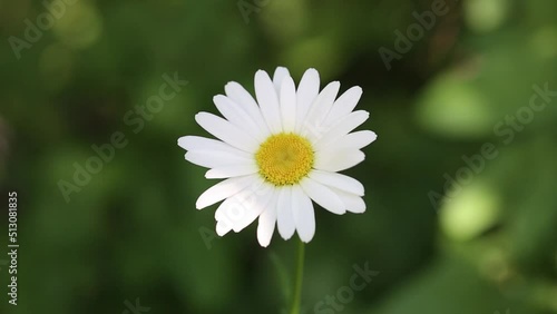 Flower of garden or medicinal chamomile (Matricaria recutita). The concept of naturalness.  photo