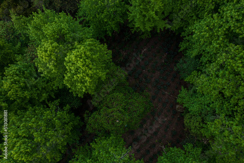 Sweetgum forest Honduras