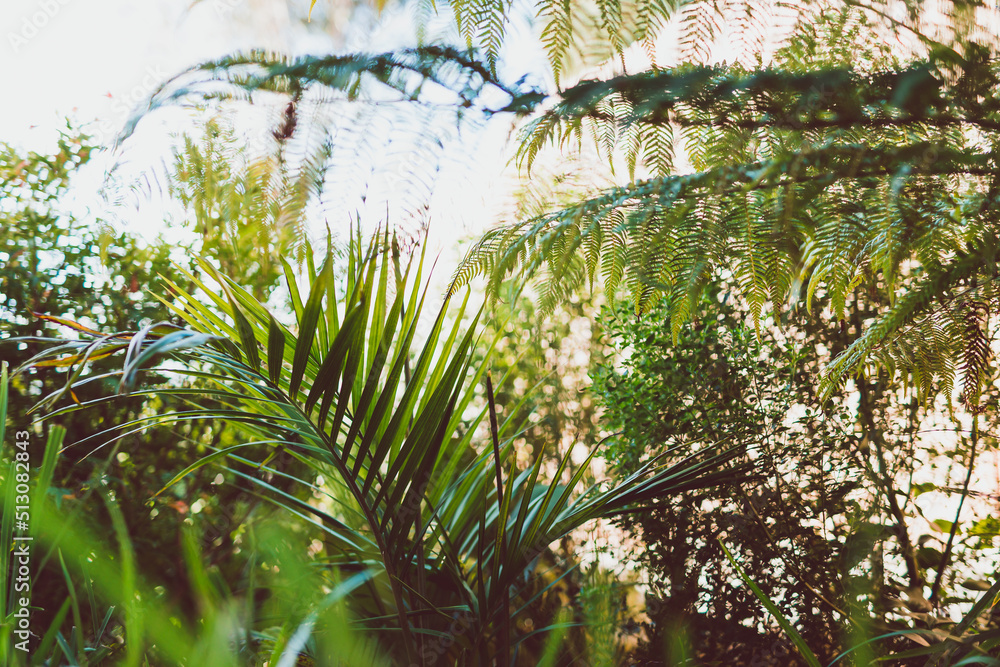 lush palm tree surrounded by idyllic sunny backyard with lots of tropical Australian native plants lush palm tree surrounded by idyllic sunny backyard with lots of tropical Australian native plants