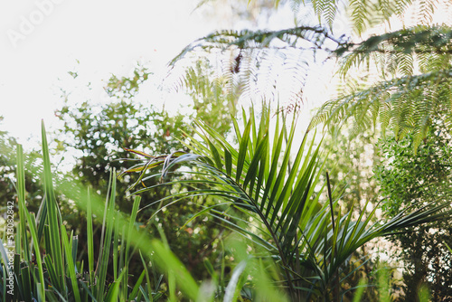 lush palm tree surrounded by idyllic sunny backyard with lots of tropical Australian native plants