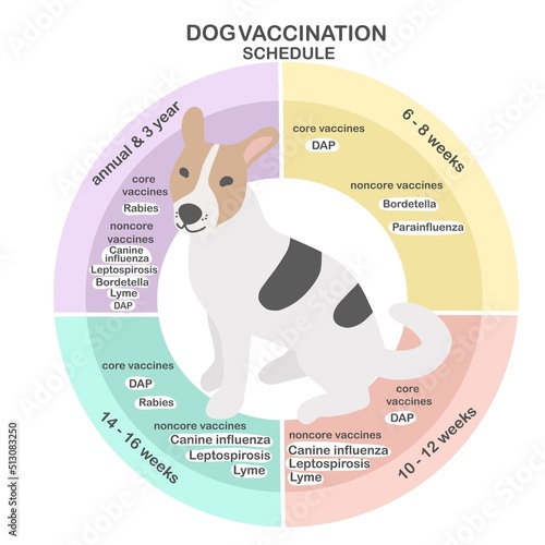 Dog vaccine schedule vector info-graphic illustration