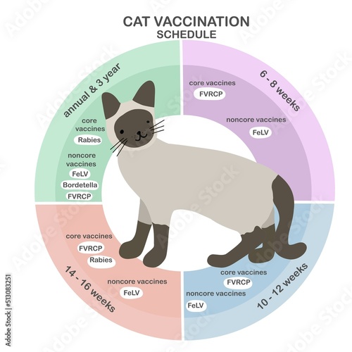 Cat vaccine schedule vector info-graphic illustration