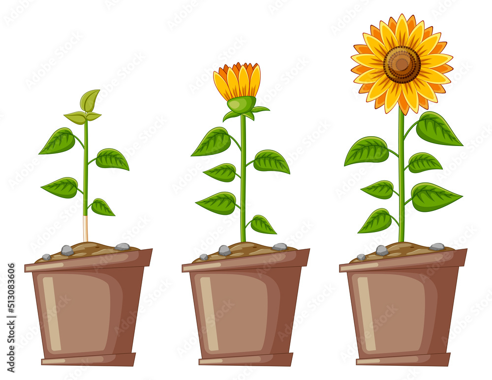 Fototapeta premium Cartoon Three Pots Filled with Sunflowers