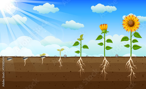 Diagram of Sunflower Growth Stages, Diagram showing how plants grow from seed to sunflower © bahtiarmaulana