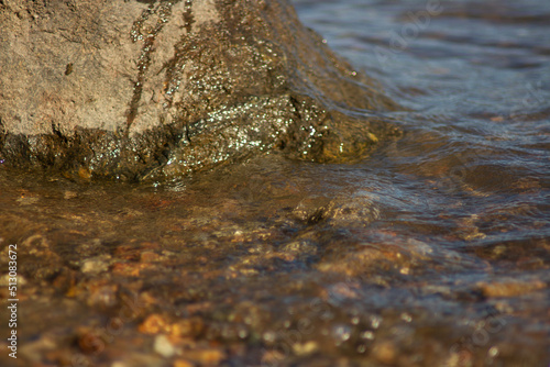 seaweed on the rocks